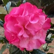Nancy Hooper
